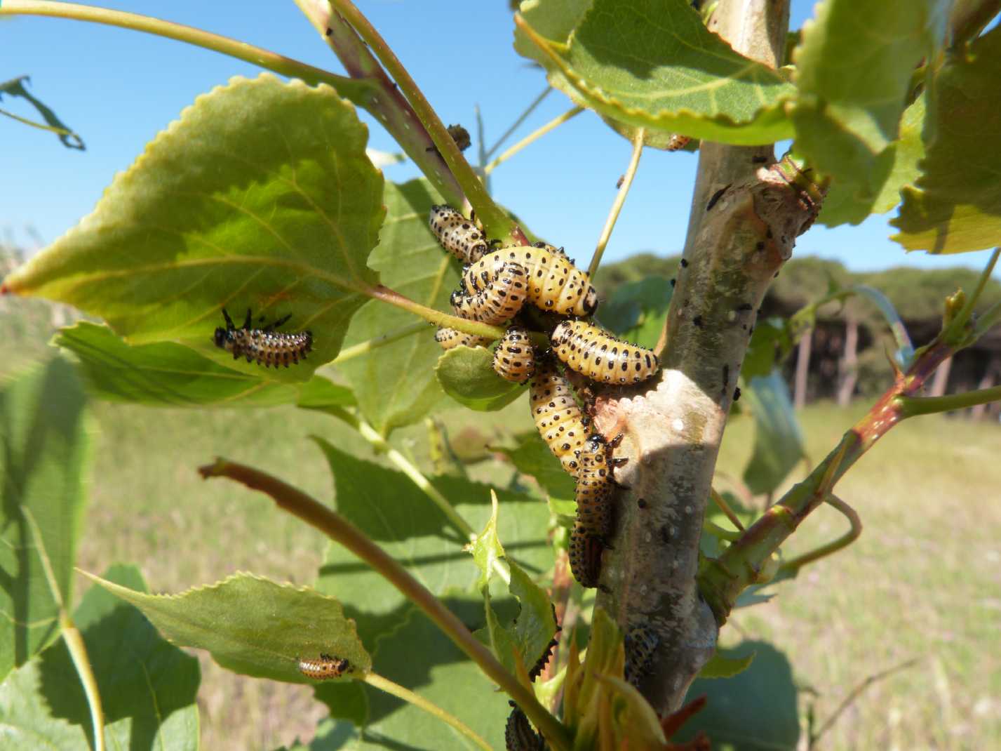 Chrysomela populi: la grande abbuffata